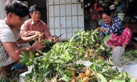 Mengembangkan ekonomi pekarangan melalui pola penanaman pohon kelengkeng menurut arah VietGap